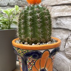 Cactus Houseplant In Cute Ceramic Pot 3.75"H.