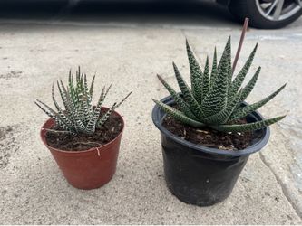 Succulent 10$ each
