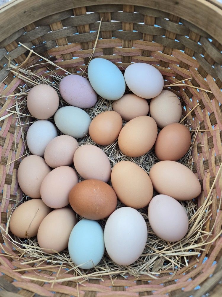 Fresh Eggs