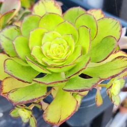 Succulents Plants Variegated Aeoniums Butterfly  Pick Up In Upland Or Ship To You 