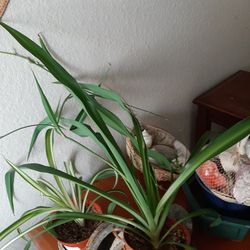 Spider Plants 