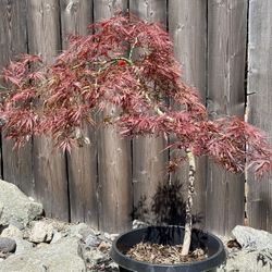 Japanese Maple Garnet