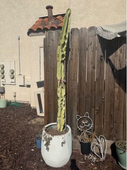 Extra tall cactus with large white pot