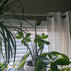 Indoor Bonsai Trees/Pants