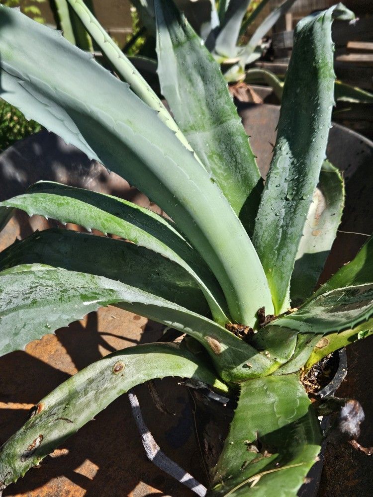 Blue Agave. Pick Up Only