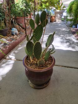 Cactus