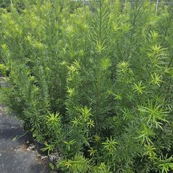 podocarpus  4 feet tall Instant  privacy Hedge for fence full green 