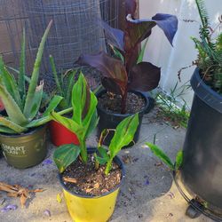 Canna Lily