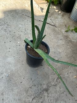planta de sábila