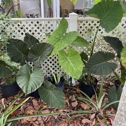 BLACK ELEPHANT EARS PLANTS IN PLASTIC POT FOR SALE