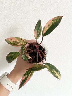 Philodendron strawberry shake