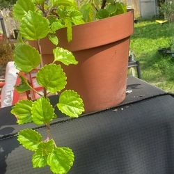 Large Swedish Ivy