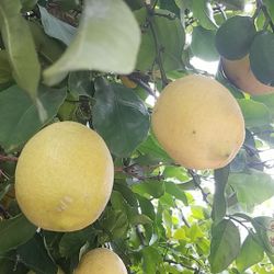 FRESH FROM TREE Organic juicy lemons 5 for $1.00 only.