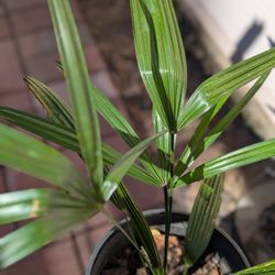Palm Tree / Plant