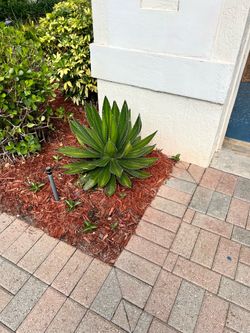 Dwarf agave pups. Baby plants.