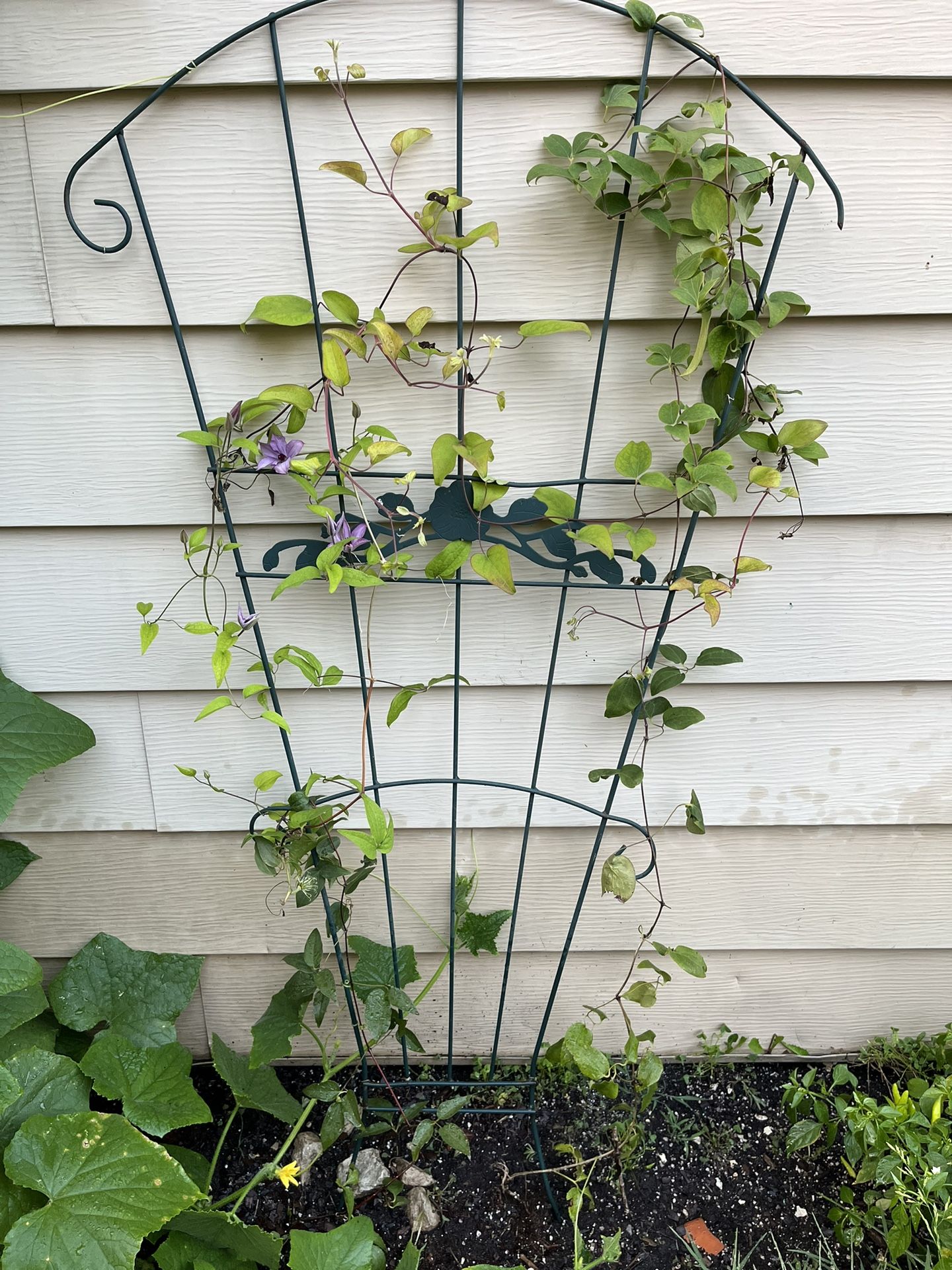 🌸Clematis Plant🌸