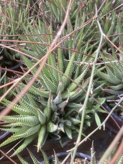 Haworthia Zebra Succulent