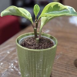 Peperomia Plant Live