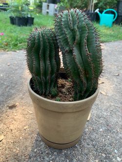 Euphorbia cereiformis, or Milk Barrel Cactus