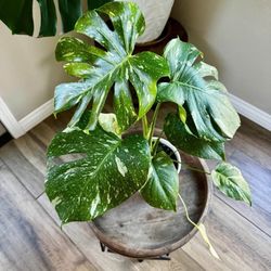 Rare High Variegation Thai Constellation Monstera 🌿