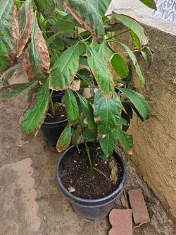 Any size Avocado tree