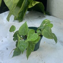 Heart Leaf Philodendron 4”