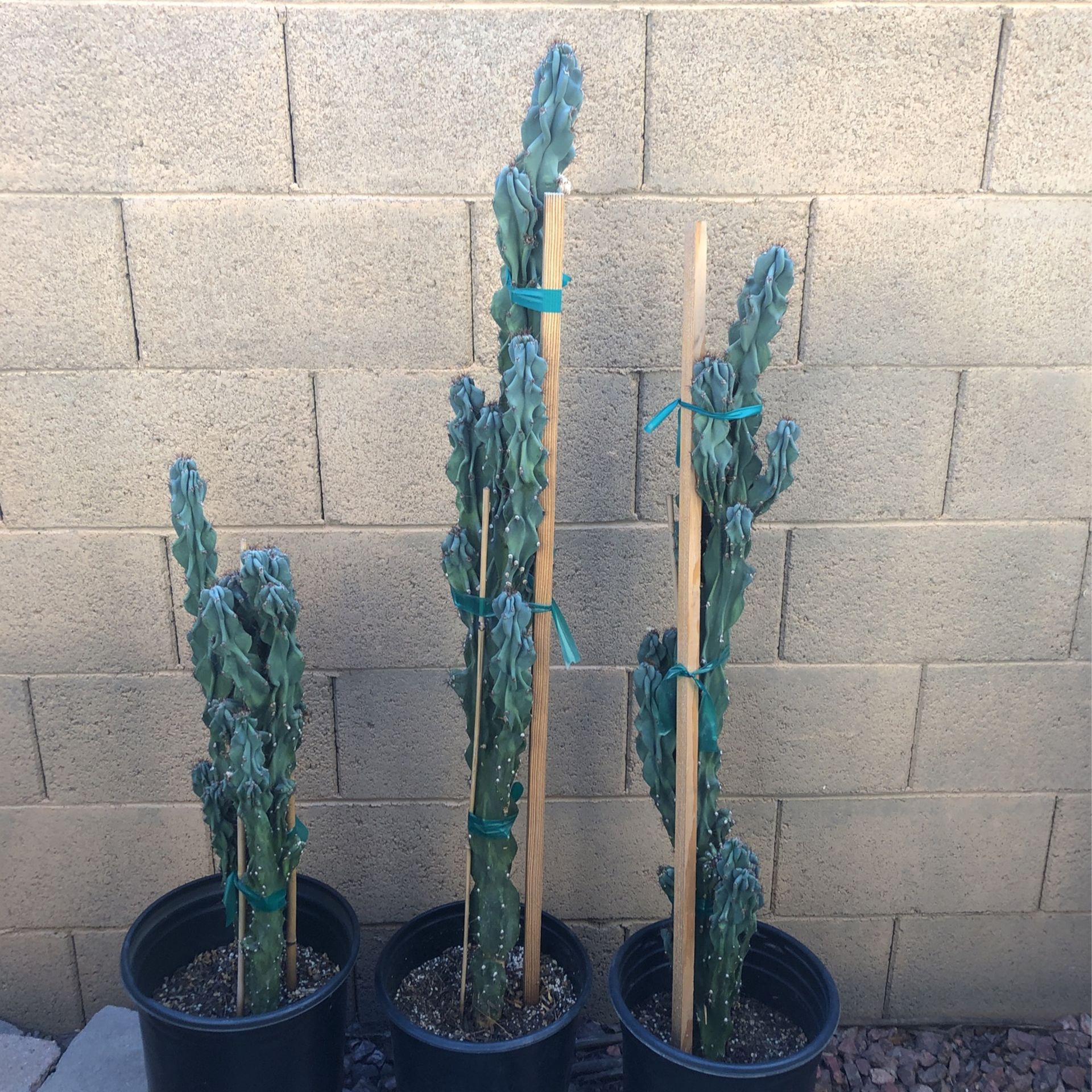 Monstrose Cactus $30.00 each / 2 for $50.00