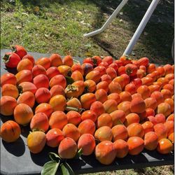 Persimmons 35 For $18