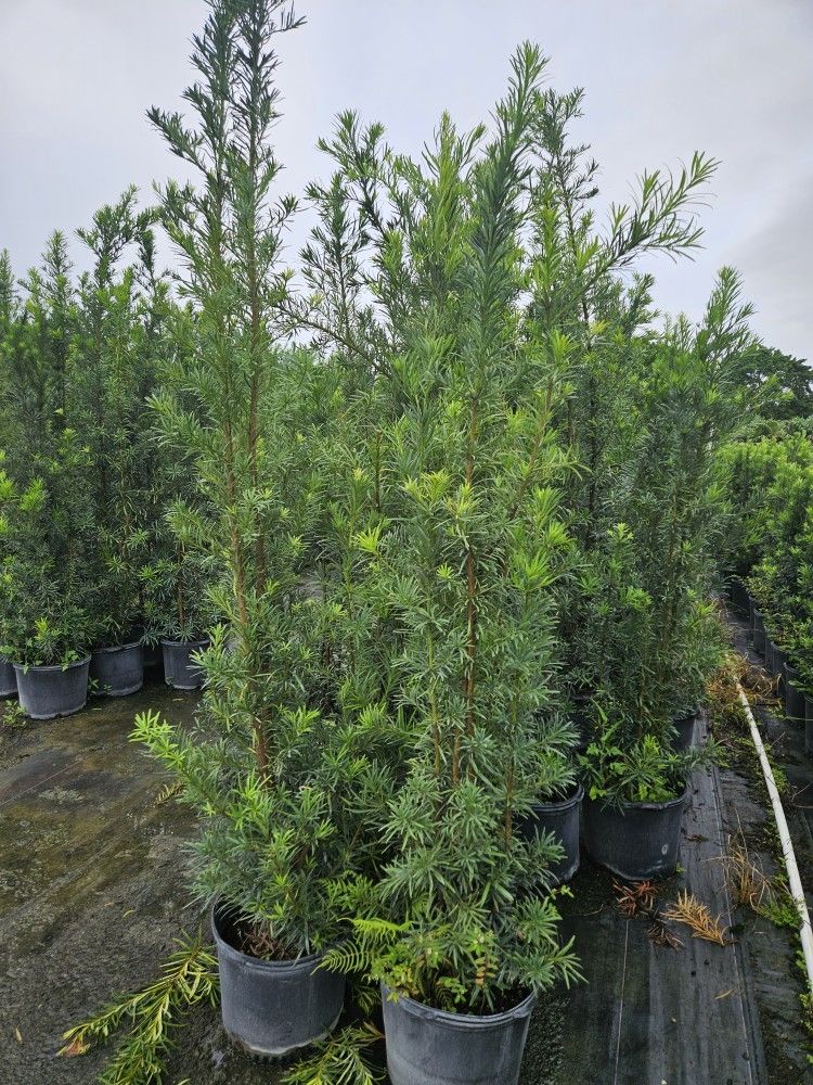 huge Podocarpus over the pot 6+ feet tall Instant privacy Hedge for fence