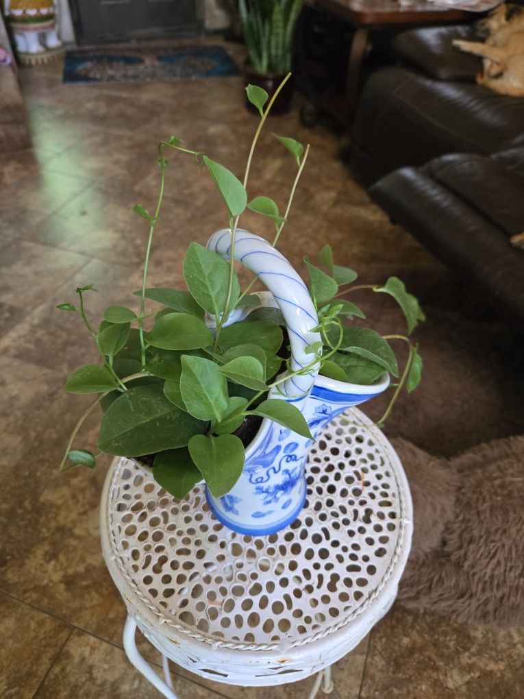 Lovely Princess Or Insulin Plant In 7in Tall Ceramic Pot