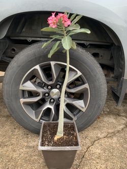 Pink Desert rose  plant