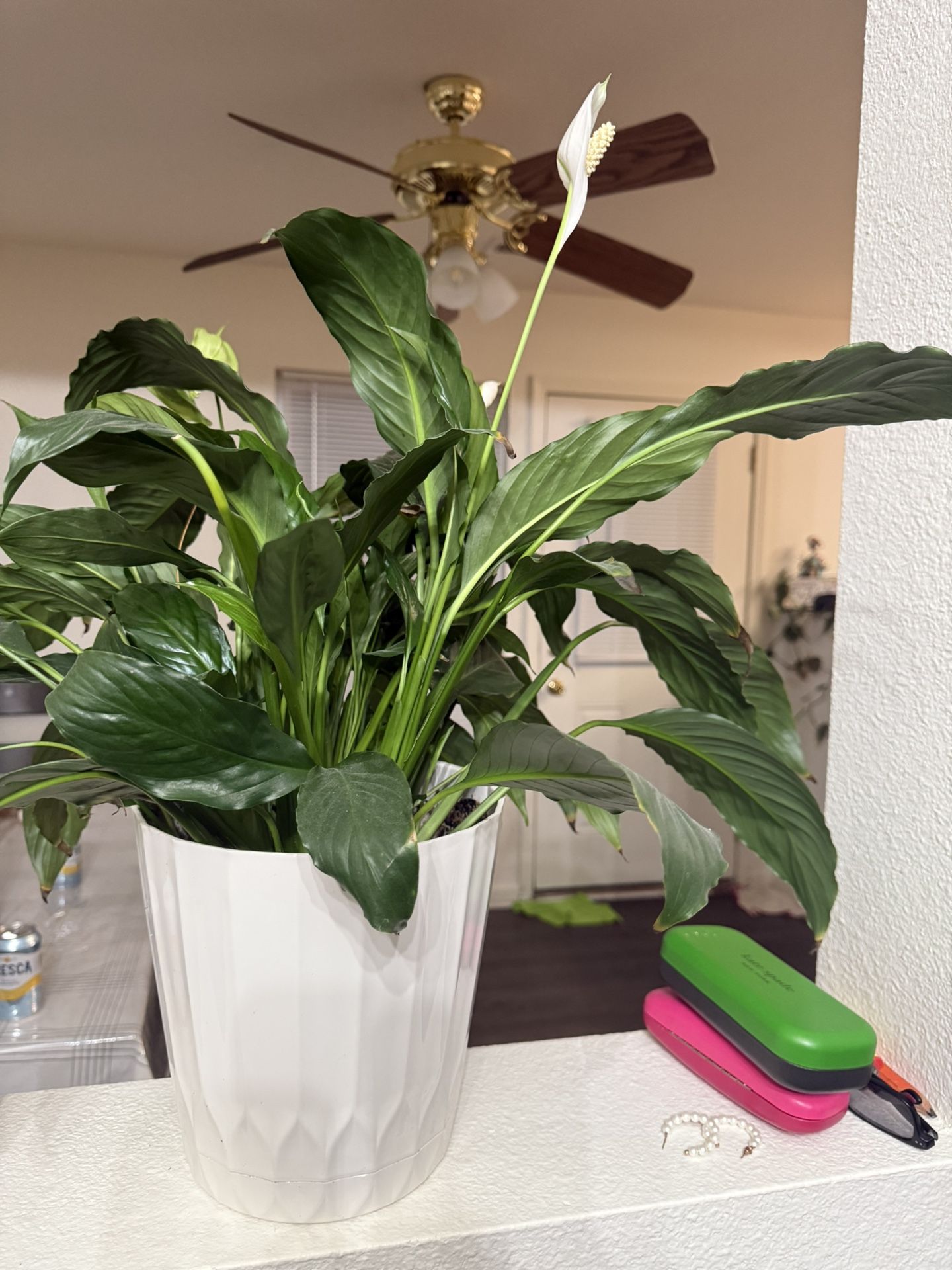Plants