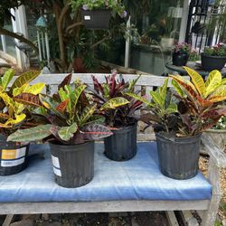 Croton Plants