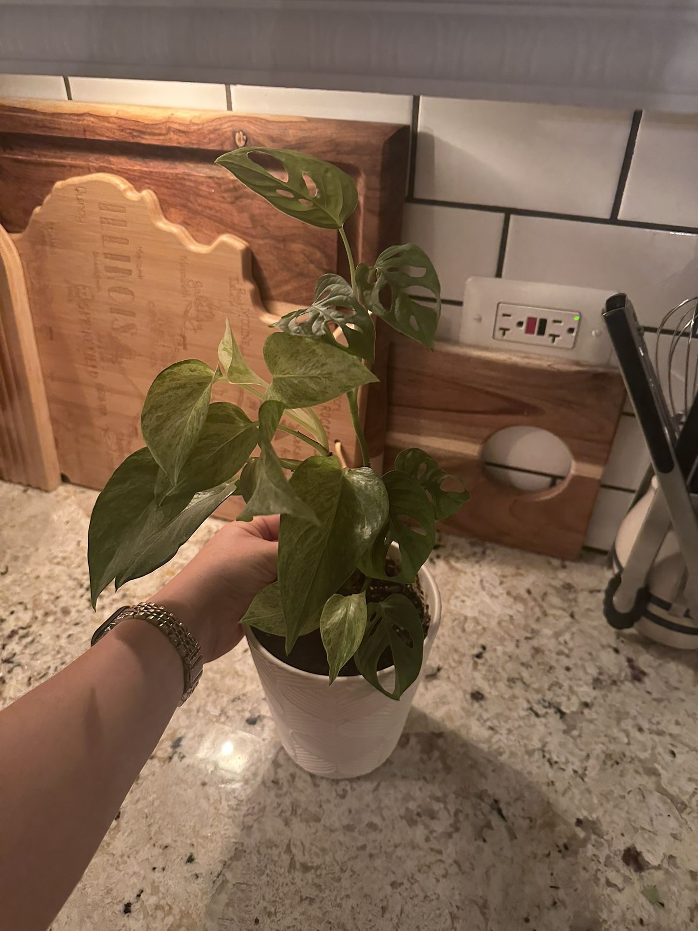 Beautiful Plant Pot Included. Queen Marble Philodendrons And Monstera Adansonii