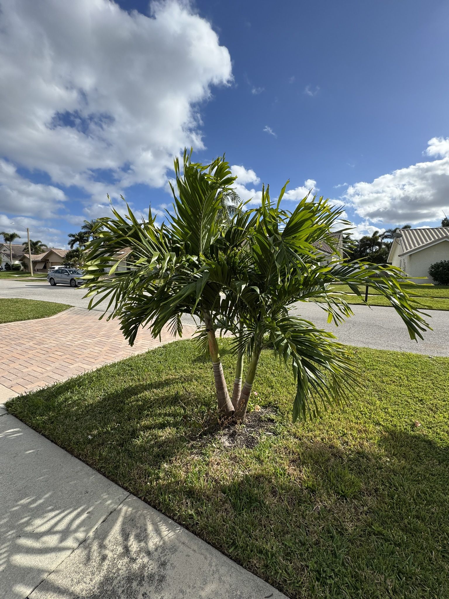 5’ Christmas Palm Tree