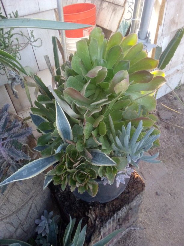 Big Mixed Succulents
