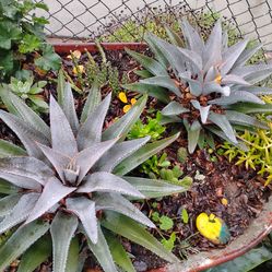 Purple man eater agave