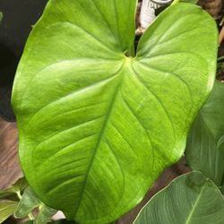 Syngonium Chiapense Plant Cutting ( Pls Read Description Below)
