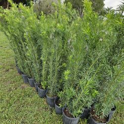 podocarpus 4 feet tall Instant Privacy Hedge