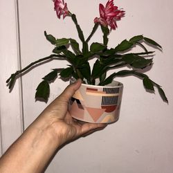 Holiday Cactus With Ceramic Pot 