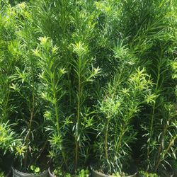 Beautiful Podocarpus Plants For Privacy!!! 3 Feet Tall!! Fertilized 