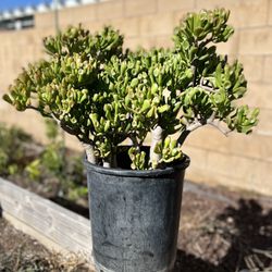 Gollum Jade