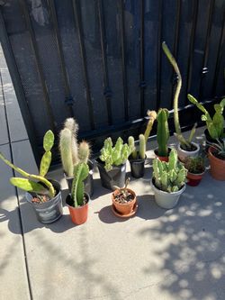 Small cactus and succulents