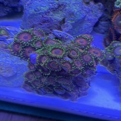 Fake Coral Decoration. 