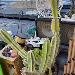 Large 5 Foot Potted Cactus 