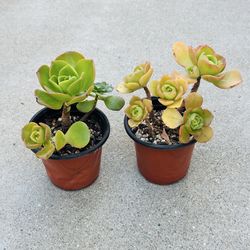 Succulents plants 🪴（2 for $5）