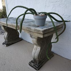 6 Pcs Medusa Hair Deamia Testudo Strophocactus White Flowers 