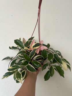 Hoya Krimson Queen