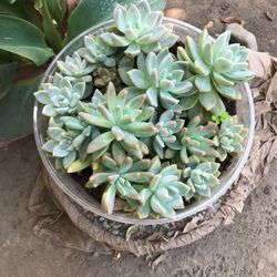 Succulents 