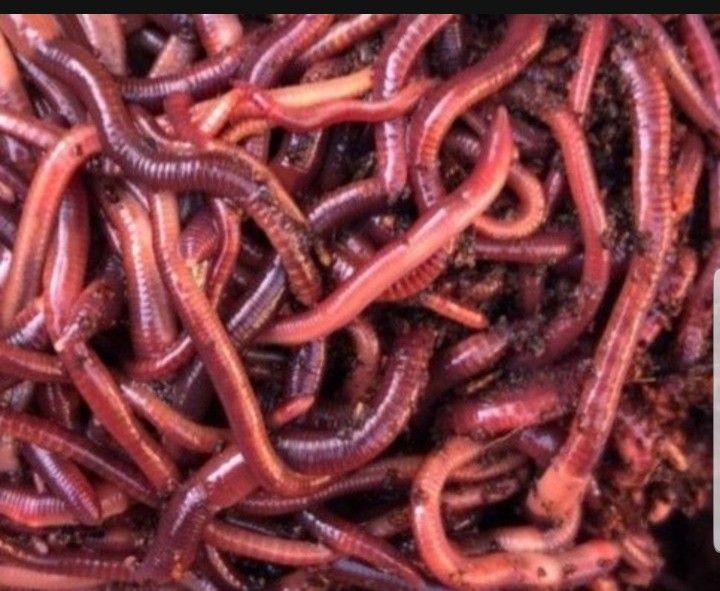 I've GoT WoRMs!!! Red Wiggler Composting Worma